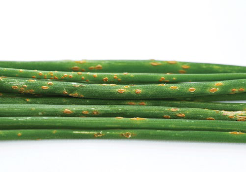 Bundle of allium leaves showing orange rust spores