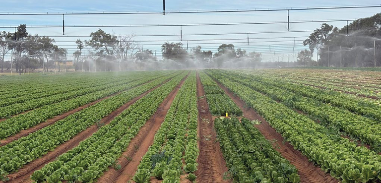 Sprinklers irrigating rows of vegetable crops