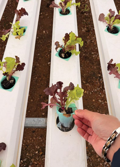 Hand planting seedlings, page 26