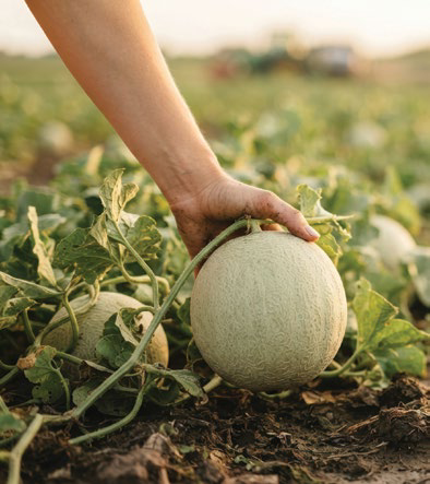 Hand harvesting a melon in the field, page 107