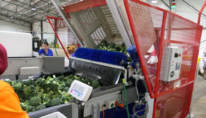 Workers hand-packing broccoli on the pack bench