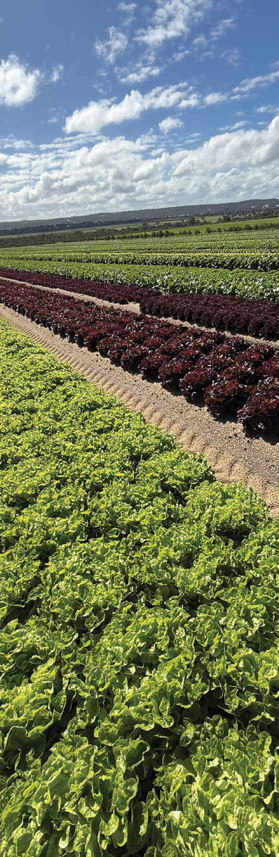 vegetablesWA and Agricultural Produce Commission logos