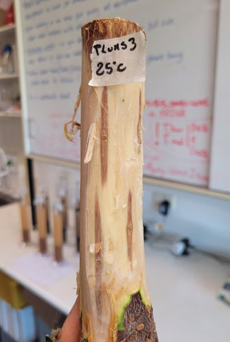 Excised stem of Prunus domestica with sapwood lesions from PSHB Fusarium inoculation