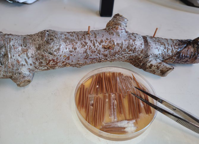 Fungal inoculation of a pear excised stem using toothpicks colonized by PSHB associated Fusarium