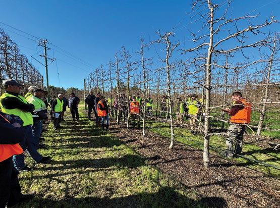 Growers gathered outdoors at the Future Orchard Walk in Donnybrook