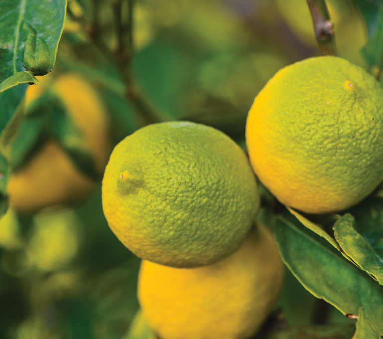 Green and yellow citrus fruit ripening on a tree