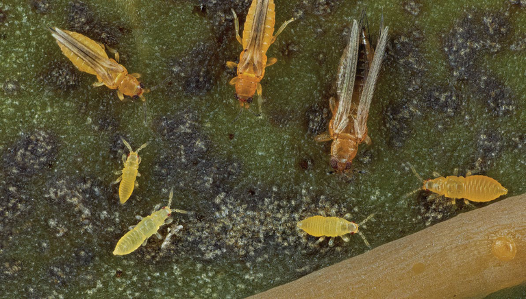 Two chilli thrips adults and larvae with a single larger adult Western Flower Thrips on a leaf surface