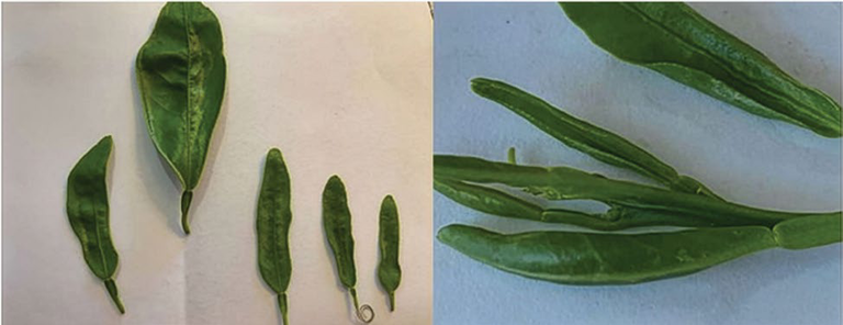 Damage to navel orange leaves and fruit showing scarring and twisting