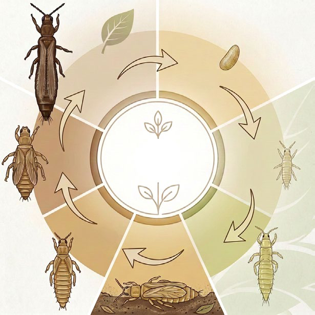 Chilli thrips lifecycle diagram showing egg, larva, pre-pupa, pupa and adult stages