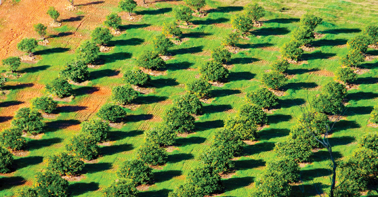 Aerial view of citrus orchard rows
