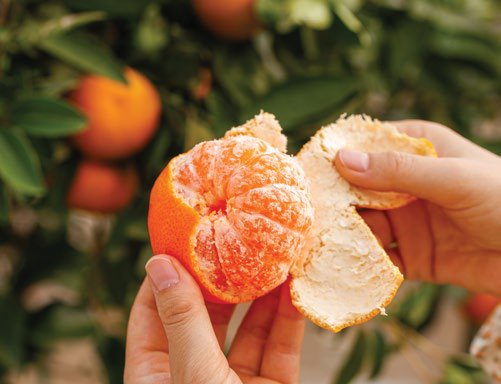 Hands peeling a mandarin near citrus trees