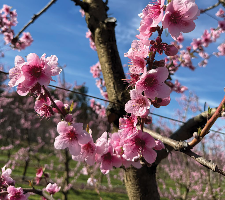 Pink peach blossoms on a branch in an orchard under a blue sky