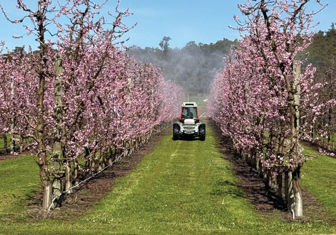 Tractor spraying between rows of blossoming stonefruit trees