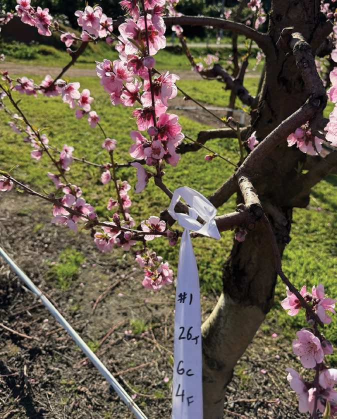 Close-up of blossoming stonefruit branch with flower-count markers tied on
