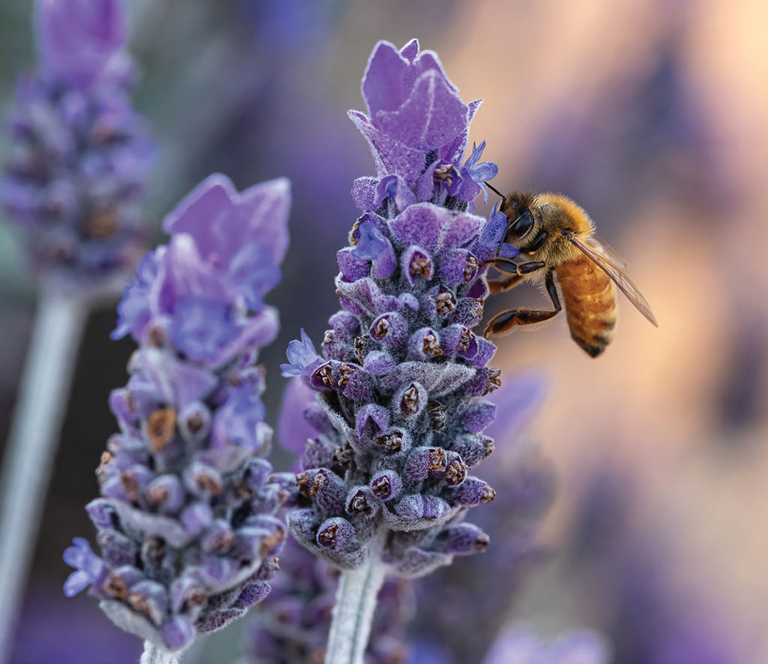 A bee gathering pollen on a lavender flower