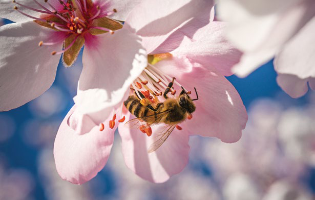 Bees on a honeycomb frame
