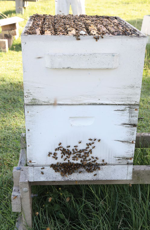A white beehive box in a grassy field with bees on and around it