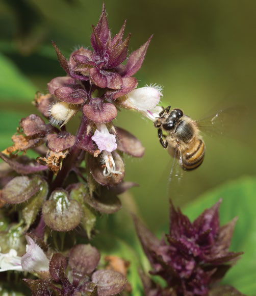 A bee pollinating a purple flowering plant