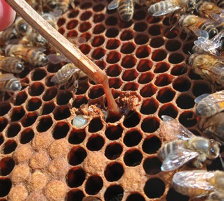 Matchstick performing ropiness test on decaying larvae, numbered 5