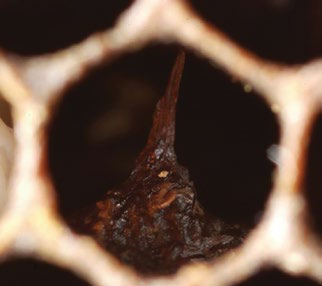 Protruding pupal tongue in brood cell, numbered 2