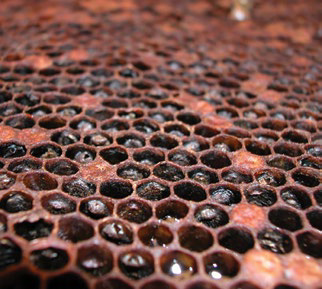 Brown to black scales attached to bottom of cells, numbered 4