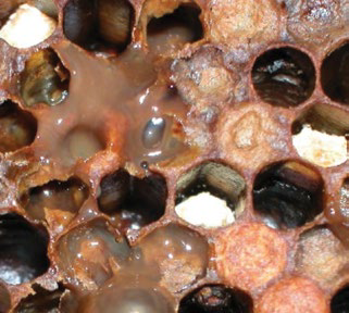 Decaying larvae with distinct rotten odour, numbered 6