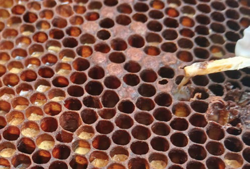 Close-up of AFB-infected honeycomb cells with dark irregular cappings