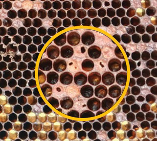 Honeycomb with perforated brood cappings, numbered 1