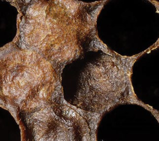 Dark sunken greasy cappings on honeycomb, numbered 3