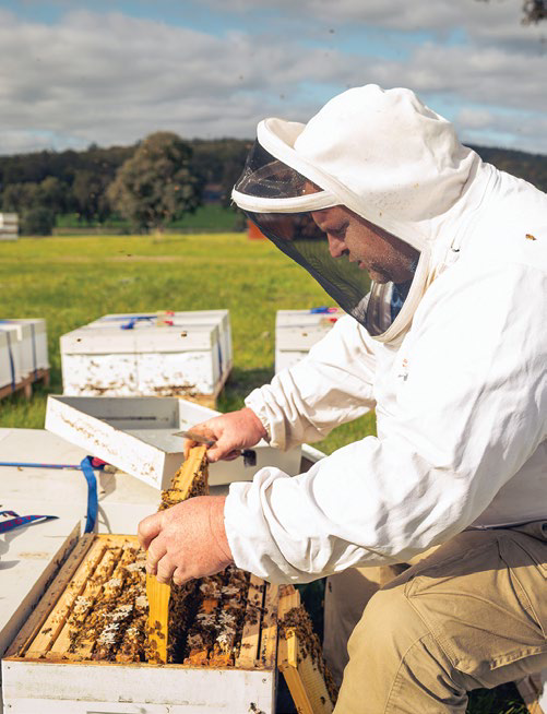 Beekeeper in protective suit inspecting a frame from a hive in a field
