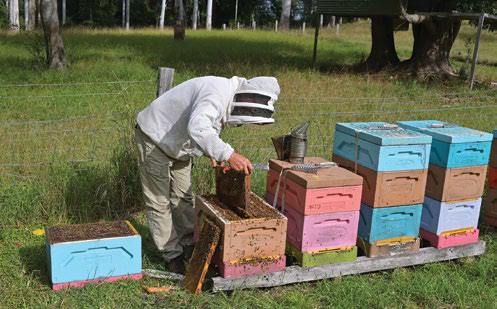 Close-up of a bee frame covered in bees