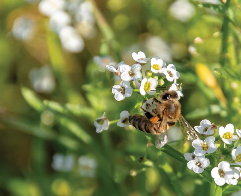 Bee foraging on white flowers in the bush