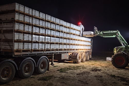Truck loaded with beehives at night