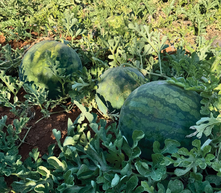 Watermelons growing in a field