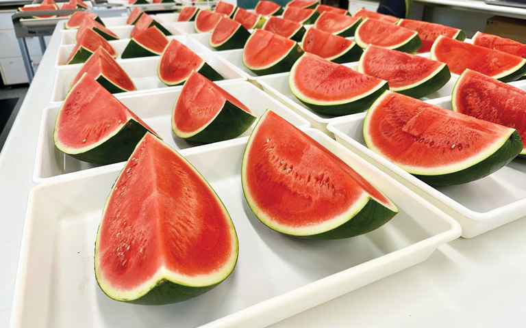 Cut watermelons before cling wrapping in the laboratory