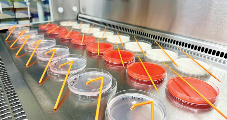 Plating of cut watermelon samples for microbial analysis, including Enterobacteriaceae, E. coli, coliform and total plate counts.
