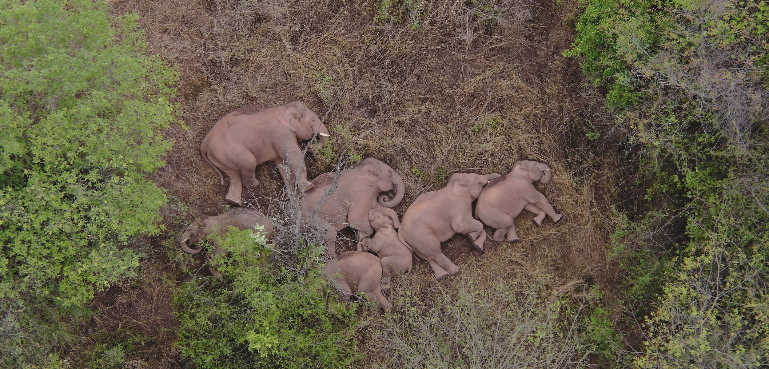 Popular Chinese idioms about elephants over