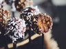 no-bake chocolate pumpkin cake pops | hot for food by Lauren Toyota