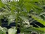 Raising The Bar of African Cannabis Cultivation
