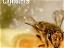 The Effects of Bee Pollination On Cannabis