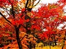 Where To See VIbrant Fall Colors