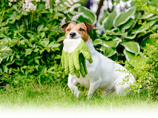 Tips and Tricks for a Pest-Free, Pet-Friendly Garden