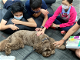 Therapy Dog Helps Students Relax