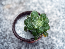 Hard Freeze: How to Care for Plants in the Winter