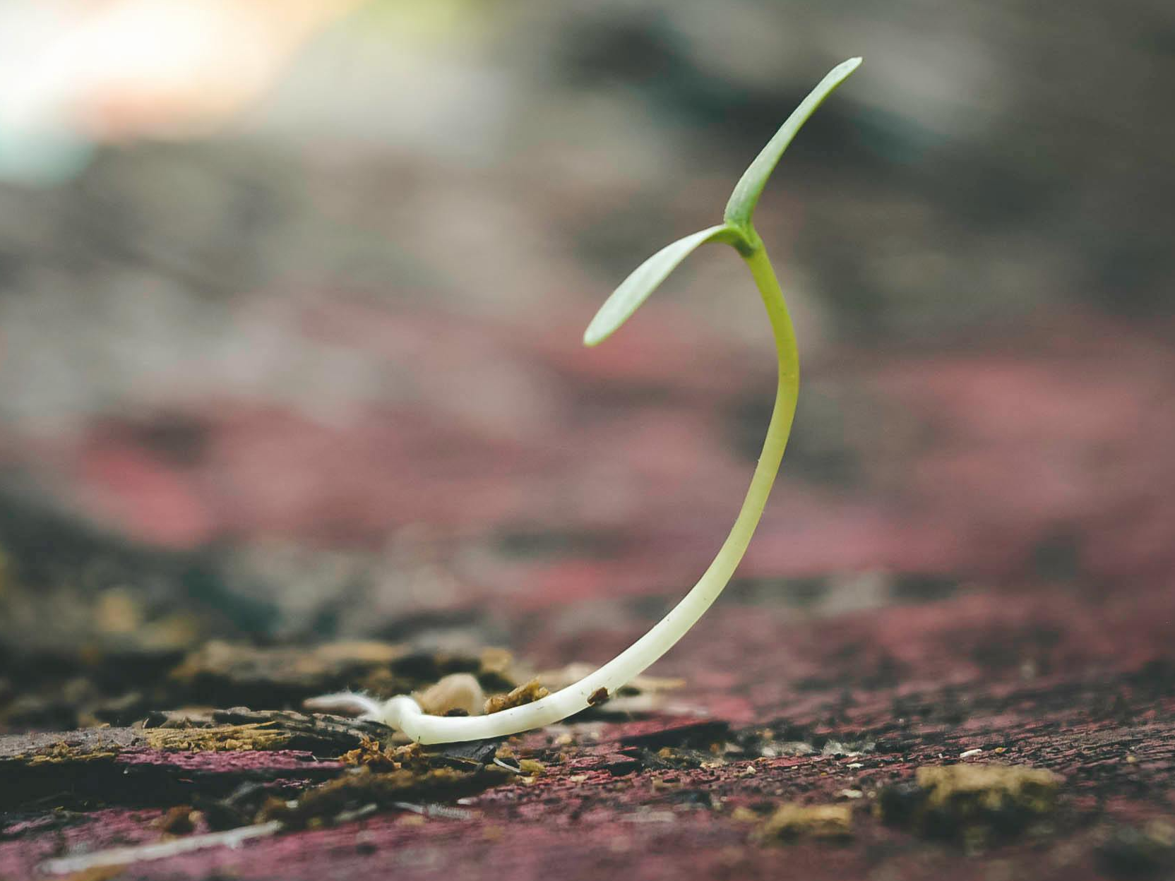 The Key is Compassion 