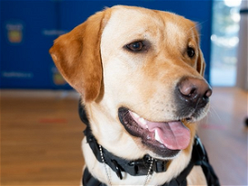 Meet Harley, PRP’s Electronic Storage Detection Canine Officer