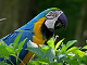 VIDEO: Birds of the Rainforest 3"