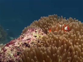 VIDEO: The Coral Reef: 10 Hours of Relaxing Oceanscapes | BBC Earth