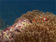 VIDEO: The Coral Reef: 10 Hours of Relaxing Oceanscapes | BBC Earth
