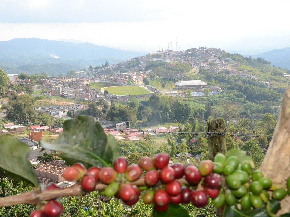 The Origin and History of Colombian Coffee